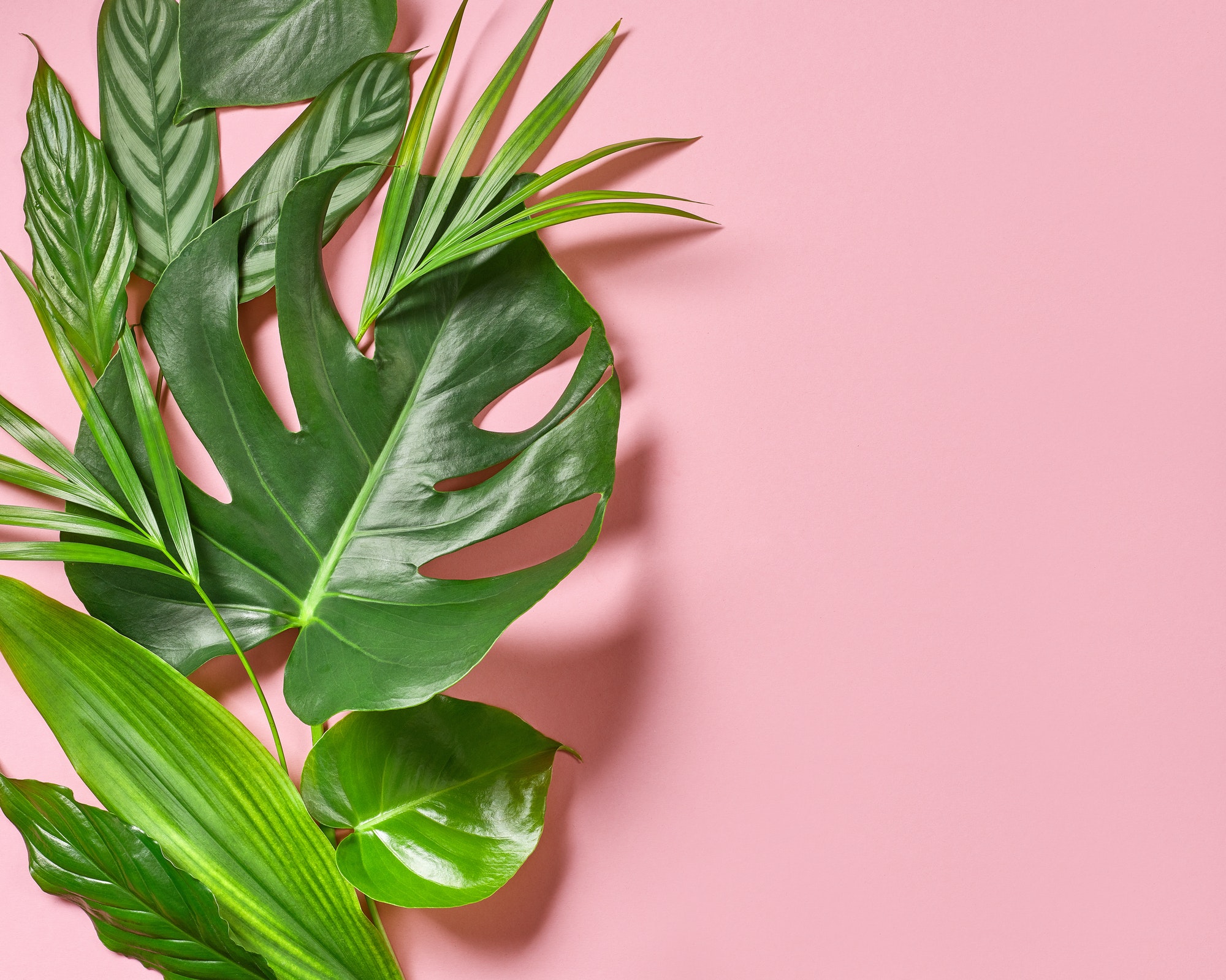 various tropical leaves